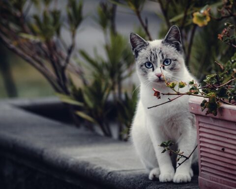 Want Your Cat to Love You? It’s All About the Slow Blink, Baby!