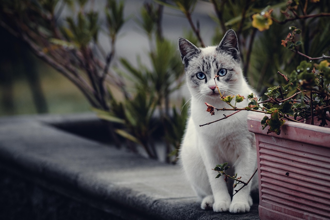 Want Your Cat to Love You? It’s All About the Slow Blink, Baby!